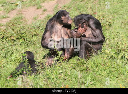 Zwei weibliche afrikanische Bonobo Schimpansen (Pan Paniscus) Pflege, ein junges Kleinkind spielen neben Ihnen Stockfoto