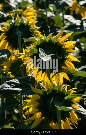 Drei Sonnenblumen gesehen von hinten im frühen Morgenlicht. Stockfoto