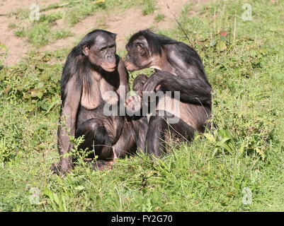Zwei weibliche afrikanische Bonobo Schimpansen (Pan Paniscus) miteinander pflegen und Hand in Hand Stockfoto