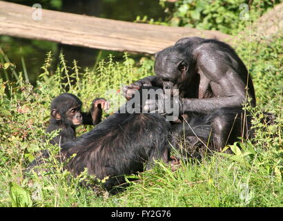 Zwei weibliche afrikanische Bonobo Schimpansen (Pan Paniscus) Pflege, ein junges Baby neben ihnen sitzt. Stockfoto