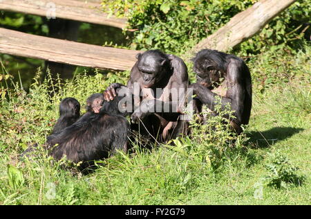 Familie Gruppe von afrikanischen Bonobo-Schimpansen (Pan Paniscus) Stockfoto