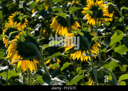 Rückseite beleuchteten Feld von Sonnenblumen gesehen von hinten. Stockfoto