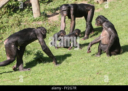 Familie Gruppe von afrikanischen Bonobo-Schimpansen (Pan Paniscus), zwei Jugendliche und drei Erwachsene Stockfoto