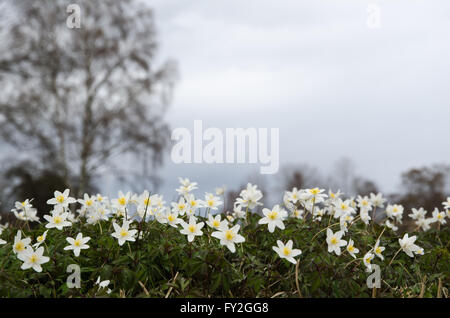 Frühling-Blick auf eine Gruppe von Blüte Windflowers mit einem unscharfen Hintergrund Stockfoto