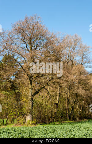 Leiter stehen an einem Baum am Rande des Waldes Stockfoto