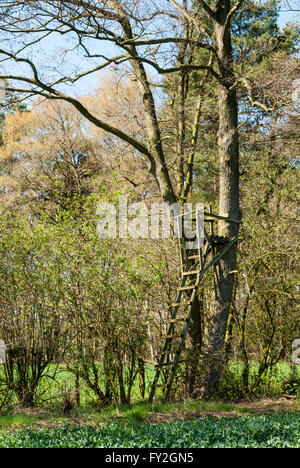 Leiter stehen an einem Baum am Rande des Waldes Stockfoto