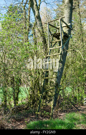 Leiter stehen an einem Baum am Rande des Waldes Stockfoto