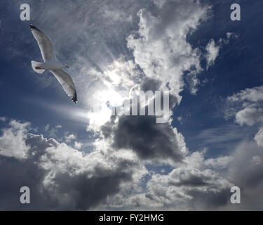 Konzept-Fotografie: Seagull gegen dramatischer Himmel Stockfoto