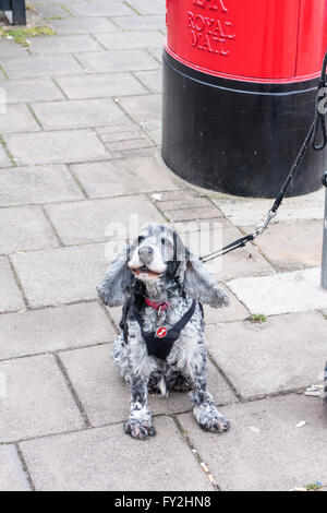 Ein Englischer Cocker Spaniel angebunden durch einen Vorsprung Stockfoto