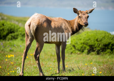 Tule Elch Kuh - Cervus Canadensis Nannodes, Point Reyes National Seashore, California Stockfoto