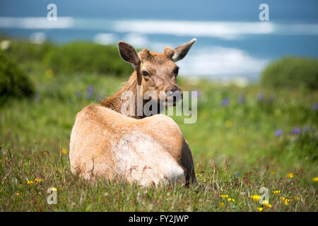 Tule Elk Kuh (Cervus canadensis nannodes) Stockfoto