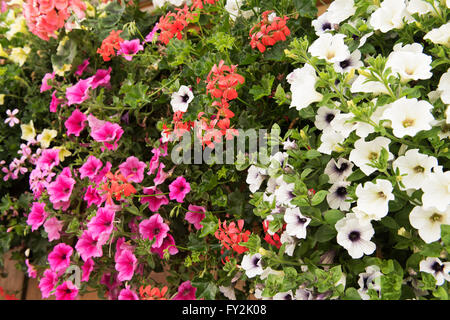 Hintergrund von bunten Blumen Petunien hautnah Stockfoto