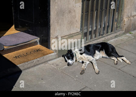 Schwarz / weiß Mischling Hund schlafen in der Sonne. Stockfoto