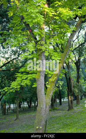 Juglans Nigra (Eastern Black Walnut) im Park in Istanbul Stockfoto