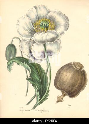 PLANTAE UTILIORES: Weißer Schlafmohn (Papaver Somniferum) Hand Farbe. BURNETT 1842 Stockfoto