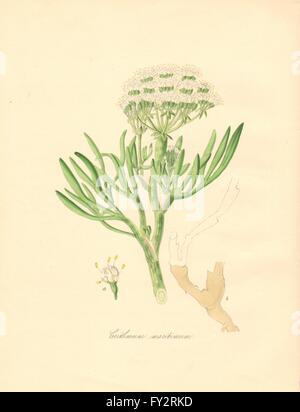 PLANTAE UTILIORES: Meer Queller (Crithmum Maritimum) Hand Farbe. BURNETT, 1842 Stockfoto