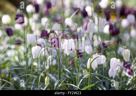 Fritillaria Meleagris auf einer englischen Wiese. Snakeshead Fritillary. Stockfoto