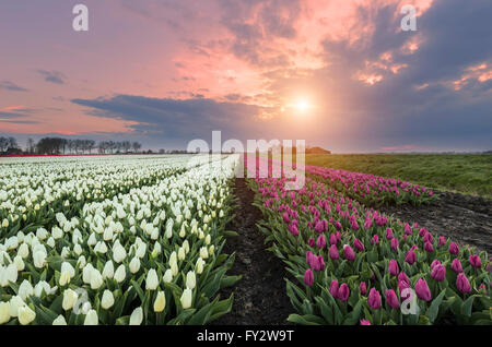 Schöne rosa und weißen Tulpenfeld bei Sonnenuntergang in den Niederlanden Stockfoto