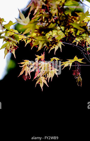 Acer Palmatum Osakazuki im zeitigen Frühjahr. Stockfoto