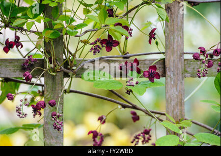 Akebia Quinata, Schokolade Rebe. Stockfoto