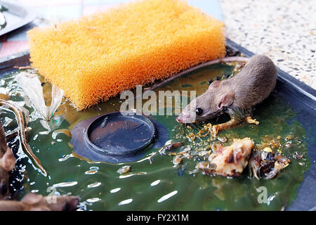 Tote Ratten auf Ratte kleben fallen. Ratten sind ein Ärgernis im Haus. Stockfoto