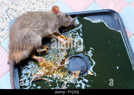 Tote Ratten auf Ratte kleben fallen. Ratten sind ein Ärgernis im Haus. Stockfoto