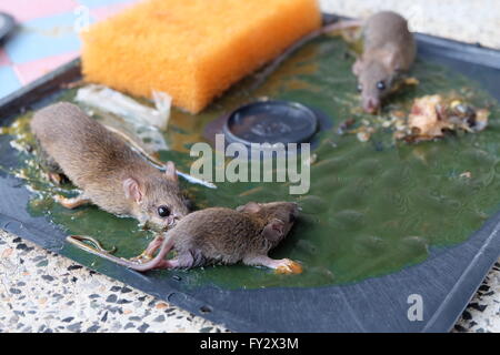 Tote Ratten auf Ratte kleben fallen. Ratten sind ein Ärgernis im Haus. Stockfoto