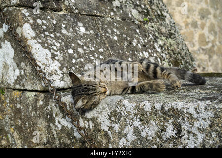 Tabby Katze schläft auf den Ruinen der St. Jacques Gate in Parthenay, Frankreich Stockfoto