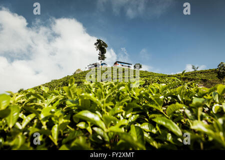 Betrachten oben Kabinen auf einem Hügel in der indonesischen Tee Plantage mit selektiven Fokus auf Tee Blätter Tee Pflanzen. grünen Bereich Landwirtschaft Stockfoto