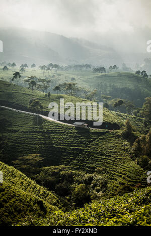 Grüne Hügel auf einer Teeplantage in bergigen Central Java, Indonesien Stockfoto