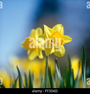 Eine Nahaufnahme von zwei gelbe Narzissen, draußen. Stockfoto