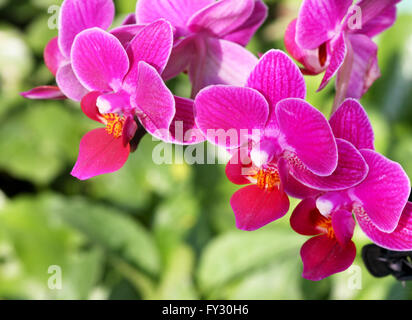 Schöne rosa Orchidee auf dem grünen unscharfen Hintergrund Stockfoto