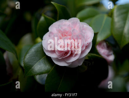 Camellia Japonica 'Debutante', zarte rosa Blüte im Februar im Vereinigten Königreich Stockfoto
