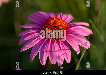Eichinacea "Vintage Weinbau" (Vintage Wein Echinacea) Tenth Avenue Square auf der High Line, New York City Stockfoto