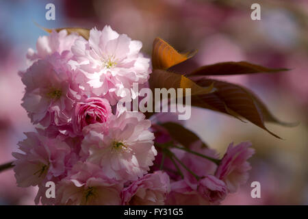 Prunus 'Kanzan' Kirschblüte im April in Kew Gardens, London, UK Stockfoto
