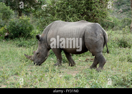 Einsamer weißer Rhinoceros Weiden Stockfoto