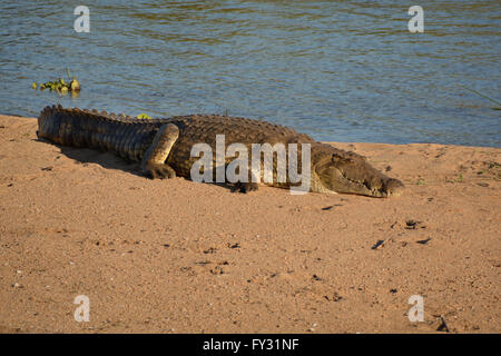 Großen Nilkrokodile liegen am Ufer des Flusses in der Sonne aalen Stockfoto