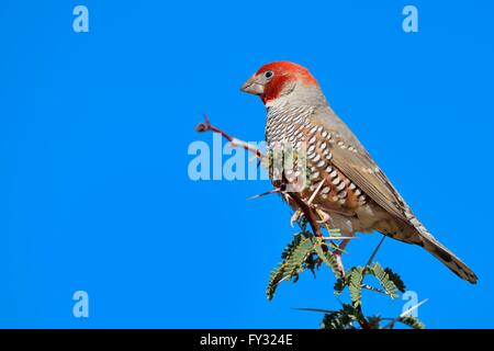 Rothaarige Finch (Amadina Erythrocephala), Männlich, oben auf einen Zweig, Kgalagadi Transfrontier Park, Northern Cape, Südafrika Stockfoto