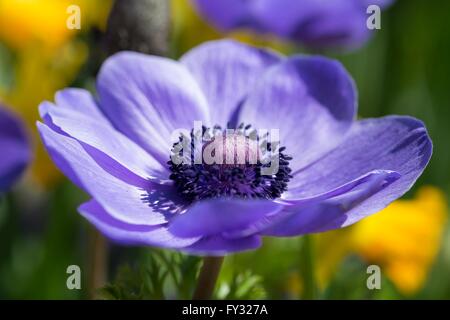 Mohn Anemone (Anemone Coronaria), Baden-Württemberg, Deutschland Stockfoto