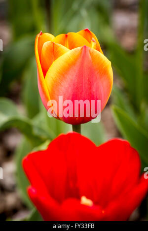 Eine zarte Rot und orange Tulpe unter die warme Frühlingssonne Stockfoto
