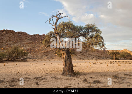 Baum in einem trockenen Flussbett in der Nähe der Swakop River, Namibia Stockfoto