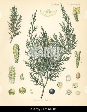 Savin Wacholder oder Sadebaum Juniperus Sabina. Farblitho nach eine botanische Illustration von Hermann Adolph Koehler Heilpflanzen, herausgegeben von Gustav Pabst, Köhler, Deutschland, 1887. Stockfoto