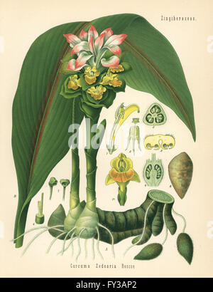 Zitwerwurzel oder weiße Curcuma, Curcuma Zedoaria. Farblitho nach eine botanische Illustration von Hermann Adolph Koehler Heilpflanzen, herausgegeben von Gustav Pabst, Köhler, Deutschland, 1887. Stockfoto