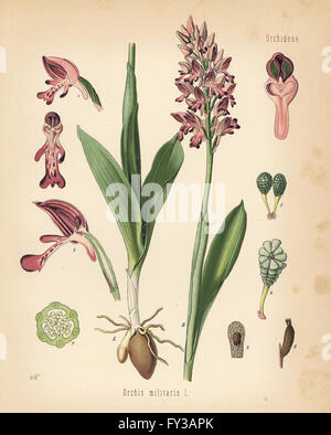 Militärische Orchidee Orchis Militaris. Farblitho nach eine botanische Illustration von Walther Müller aus Heilpflanzen Hermann Adolph Koehler, herausgegeben von Gustav Pabst, Köhler, Deutschland, 1887. Stockfoto