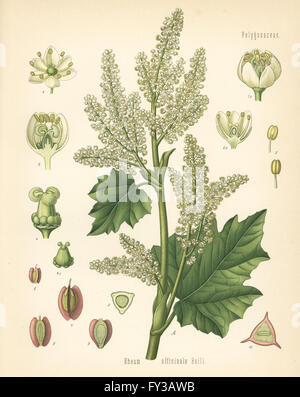 Chinesischer Rhabarber Rheum Officinale. Farblitho nach eine botanische Illustration von Hermann Adolph Koehler Heilpflanzen, herausgegeben von Gustav Pabst, Köhler, Deutschland, 1887. Stockfoto