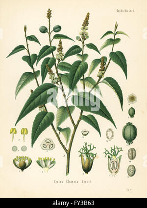 Chininpflanze, Croton Eluteria. Farblitho nach eine botanische Illustration von Hermann Adolph Koehler Heilpflanzen, herausgegeben von Gustav Pabst, Köhler, Deutschland, 1887. Stockfoto