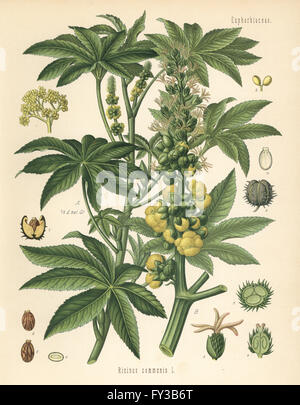 Wunderbaumes Ricinus Communis. Farblitho nach eine botanische Illustration von Hermann Adolph Koehler Heilpflanzen, herausgegeben von Gustav Pabst, Köhler, Deutschland, 1887. Stockfoto