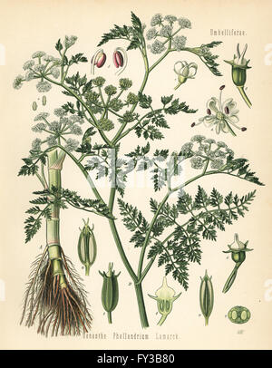 Bildenden blätterte Wasser asiatische, Oenanthe Aquatica (Oenanthe Phellandrium). Farblitho nach eine botanische Illustration von Walther Müller aus Heilpflanzen Hermann Adolph Koehler, herausgegeben von Gustav Pabst, Köhler, Deutschland, 1887. Stockfoto