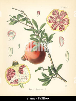 Granatapfel Punica Granatum. Farblitho nach eine botanische Illustration von Walther Müller aus Heilpflanzen Hermann Adolph Koehler, herausgegeben von Gustav Pabst, Köhler, Deutschland, 1887. Stockfoto