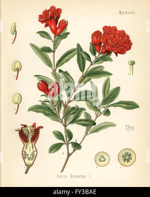 Granatapfel Punica Granatum. Farblitho nach eine botanische Illustration von Hermann Adolph Koehler Heilpflanzen, herausgegeben von Gustav Pabst, Köhler, Deutschland, 1887. Stockfoto